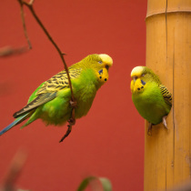 Wellensittiche im Zoo Hamburg.