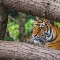 Der Zoo Hagenbeck in Hamburg.