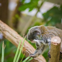 Der Zoo Hagenbeck in Hamburg.