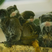 Der Zoo Hagenbeck in Hamburg.