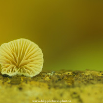 Ein kleiner Pilz